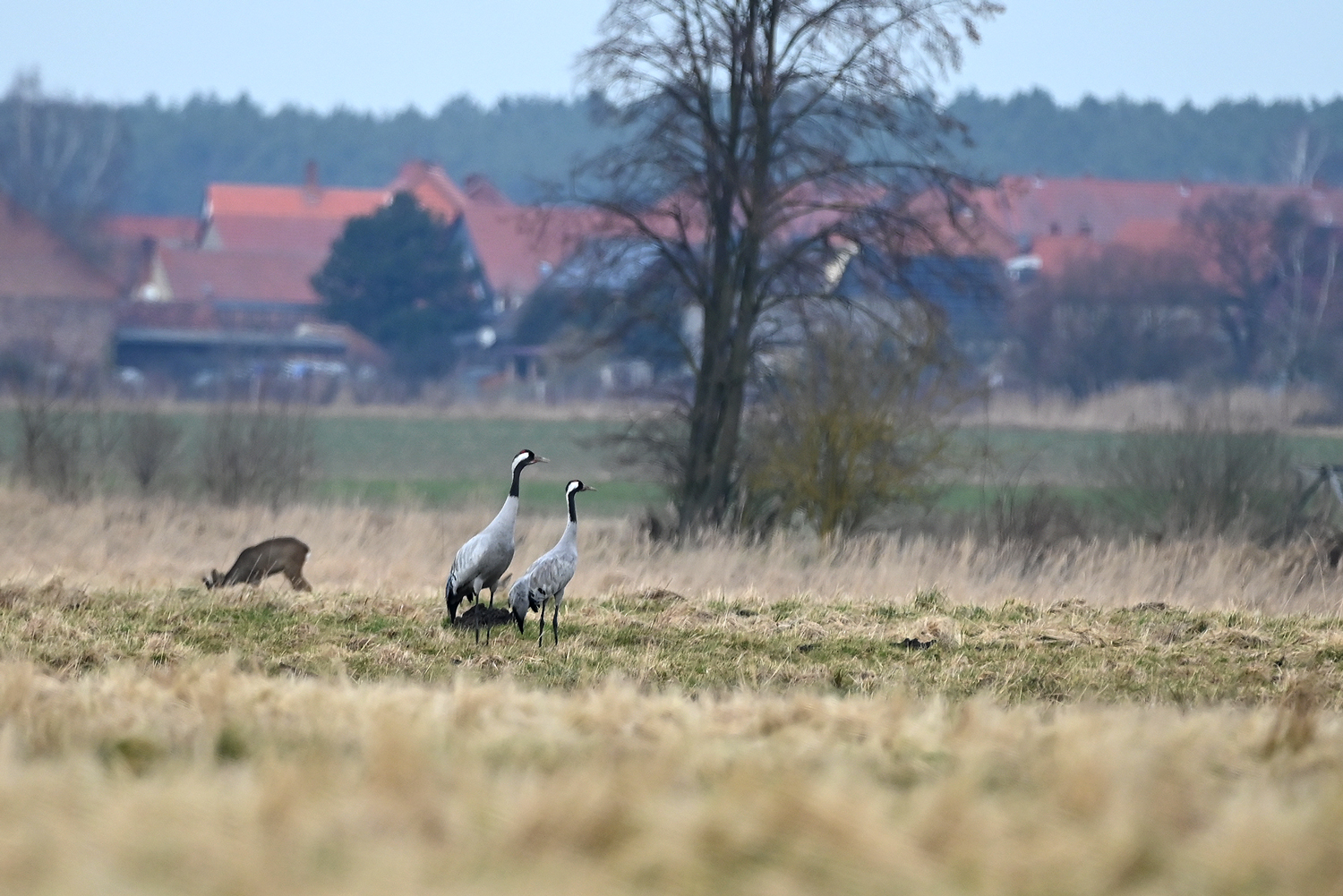 Heute war mal wieder mein Ornithologischer Tag…