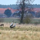 Heute war mal wieder mein Ornithologischer Tag…