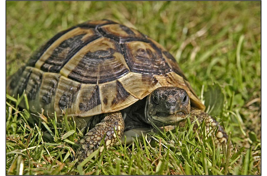 heute war mal wieder Schildkröten-Wetter :-)