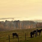 Heute war Nebel angesagt 