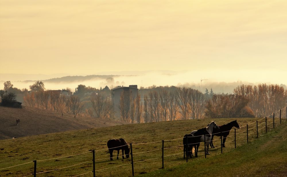 Heute war Nebel angesagt 