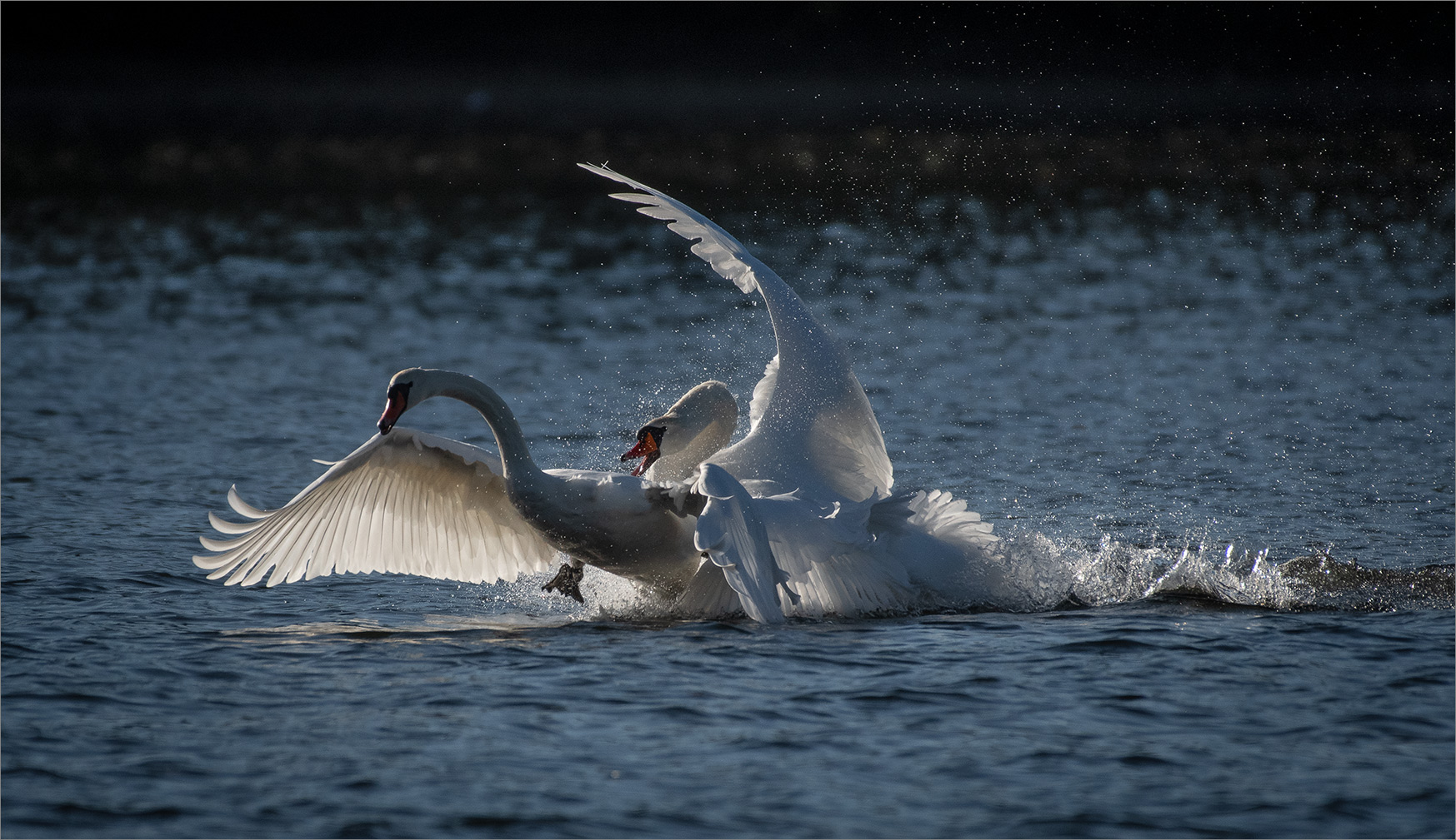 Heute war richtig was los auf dem See   . . .