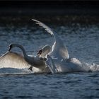 Heute war richtig was los auf dem See   . . .