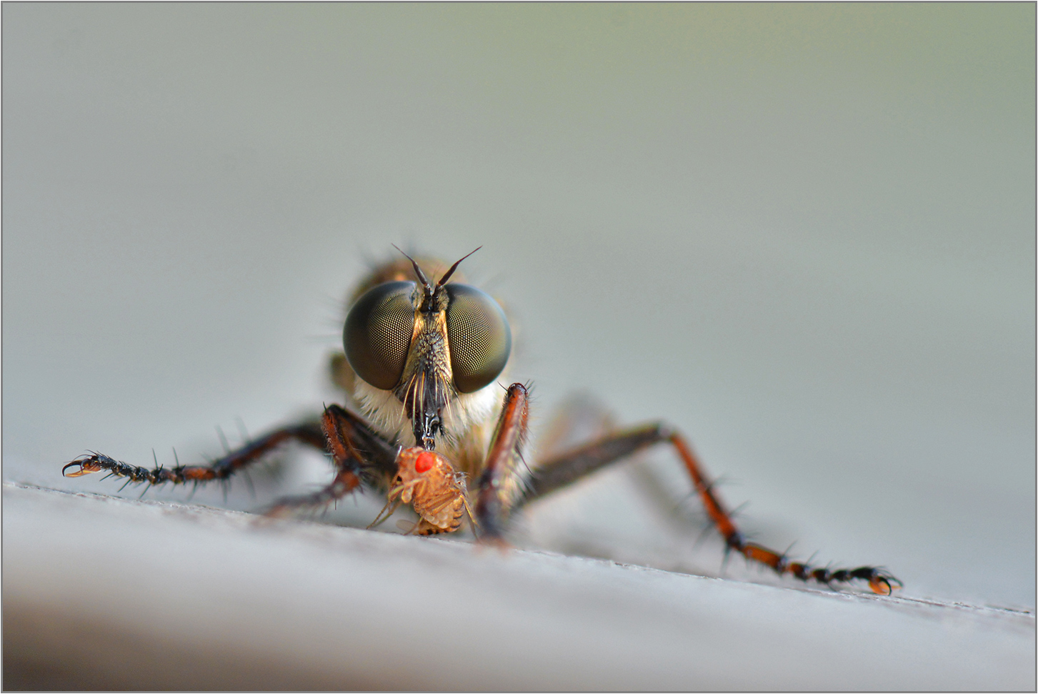 Heute war sie wieder da   -   mit einer Drosophila   . . .