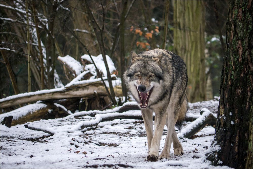 Heute war Winter...