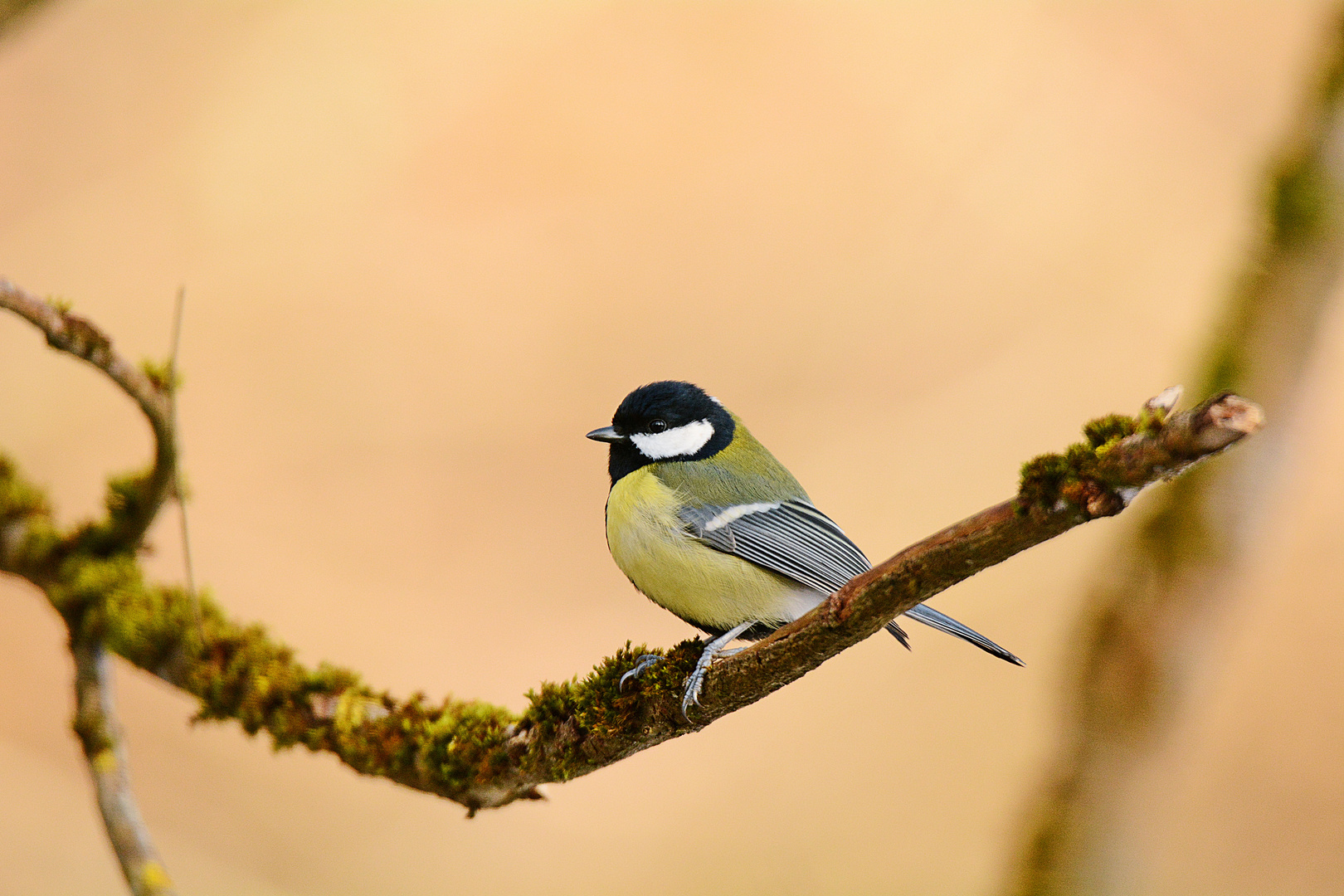 Heute waren viel Kohlmeisen  an der Futterstelle im Wald