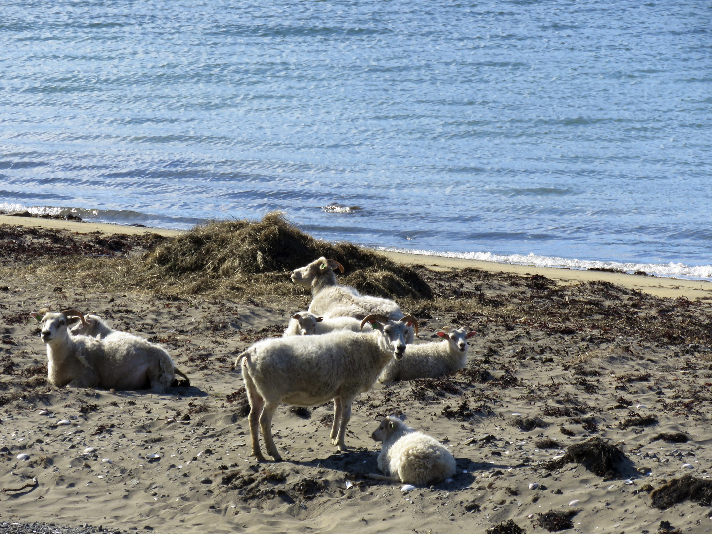 ..heute waren wir alle am Strand...