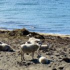 ..heute waren wir alle am Strand...