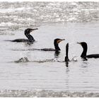 Heute: Wasserballet!