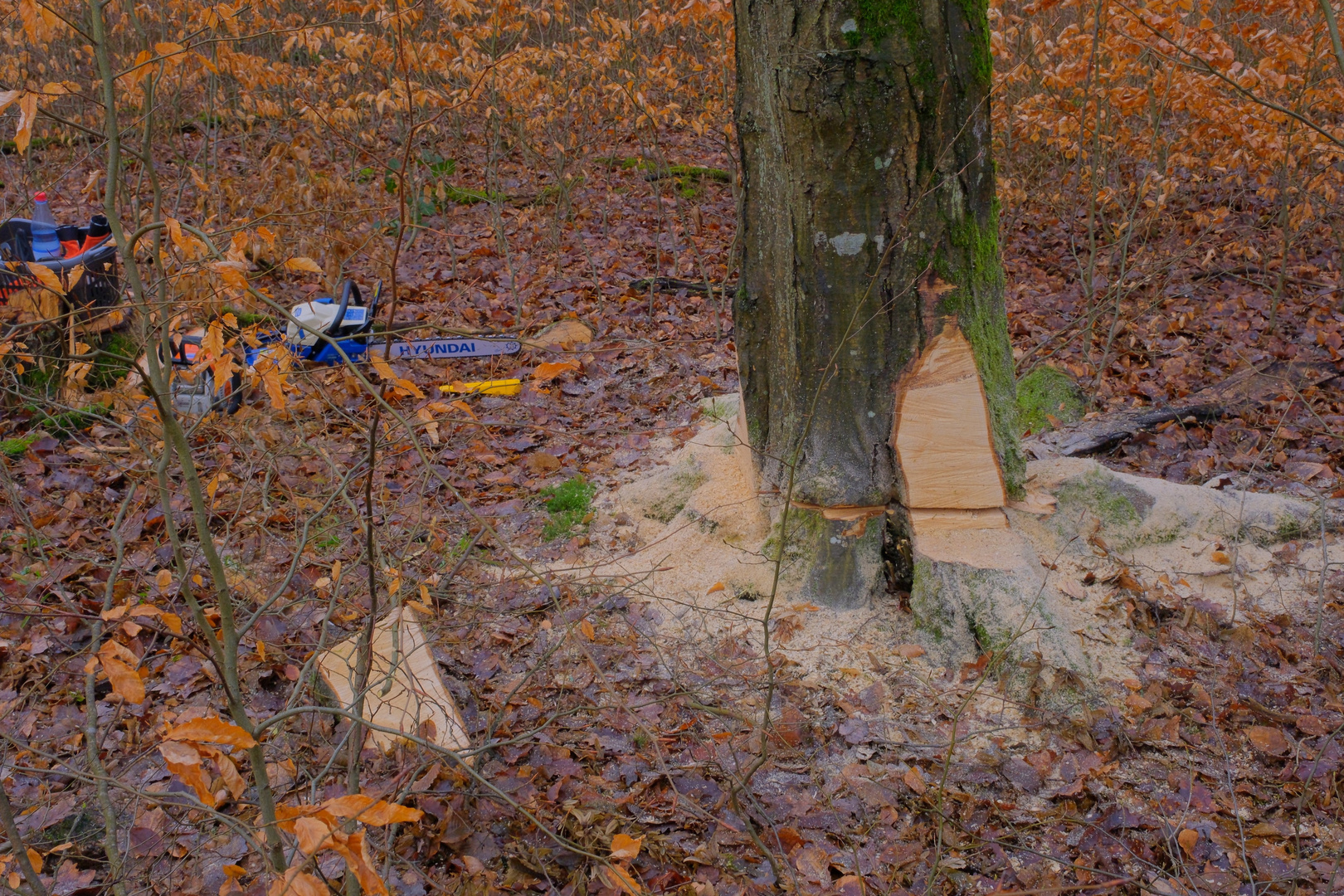 heute wieder Arbeitseinsatz im Wald