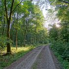 heute wieder im Wald (hoy en el bosque otra vez)