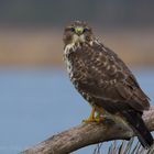 Heute wieder Katzenadler!