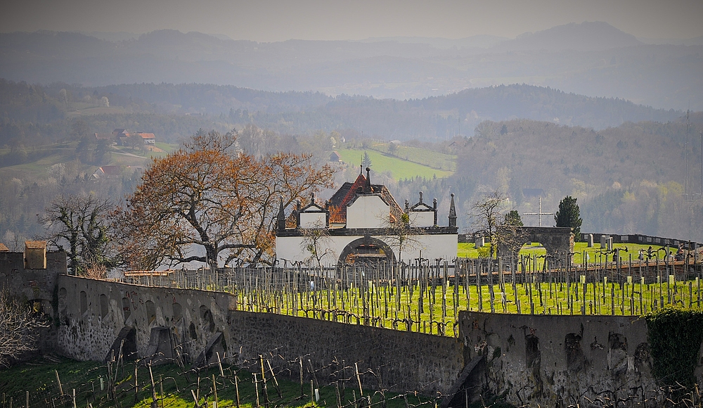 ... heute wird in den weitläufigen Anlagen der Riegersburg Wein angebaut