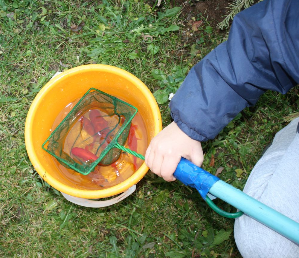 Heute wird unser kleiner Teich abgefischt!