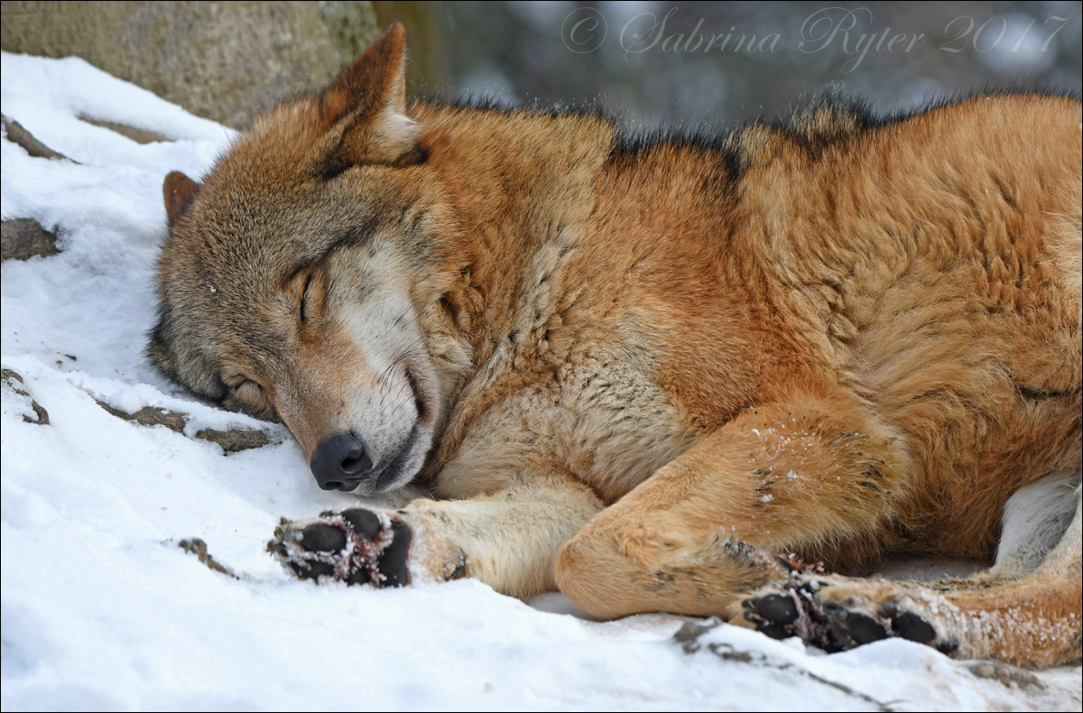 Heute wollte...