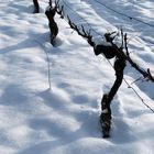 heute wurde Eiswein gelesen