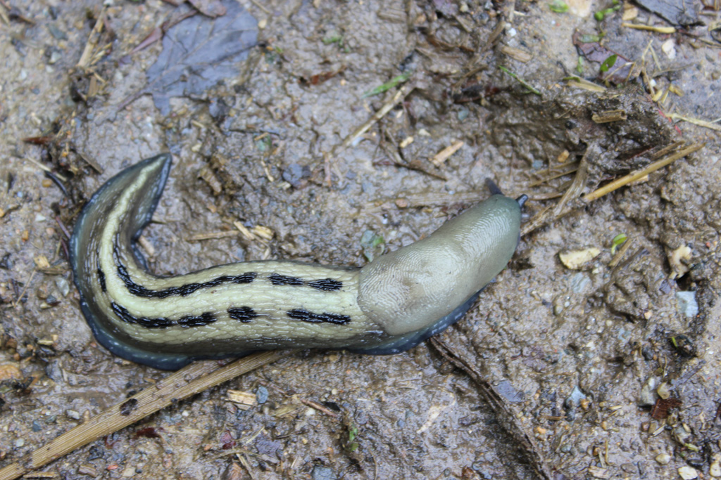 Heute zeige ich euch die zweite Schnegel Art Foto & Bild andere tiere