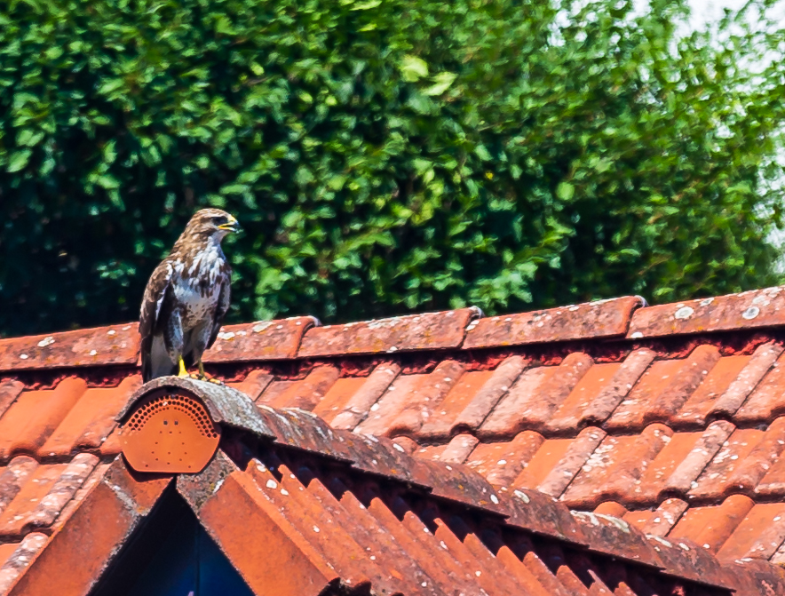 Heute zu Besuch