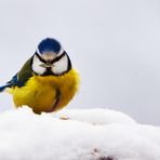 Heute zu Tisch. Eine Blaumeise. Mahlzeit!!