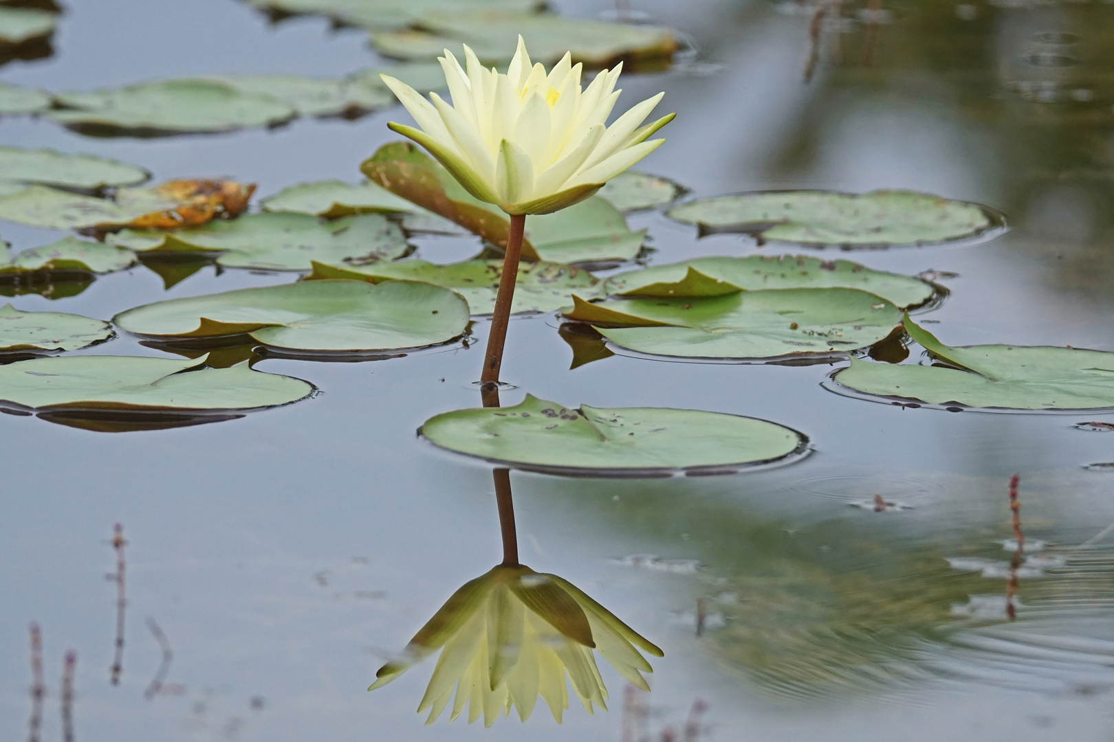 Heute zum Spiegeltag mal eine Seerose