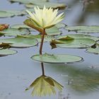 Heute zum Spiegeltag mal eine Seerose