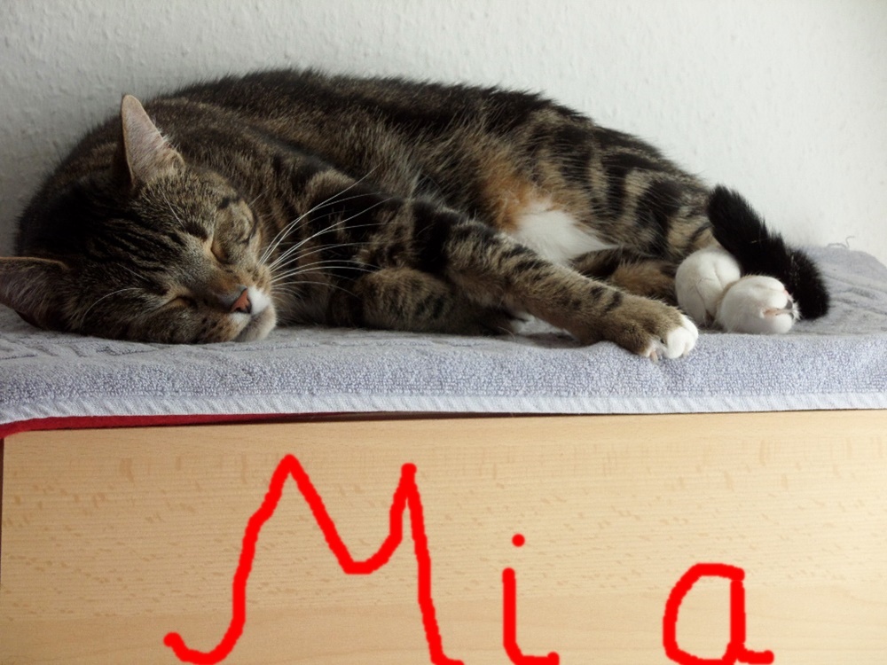 Heute,Weltkatzentag...