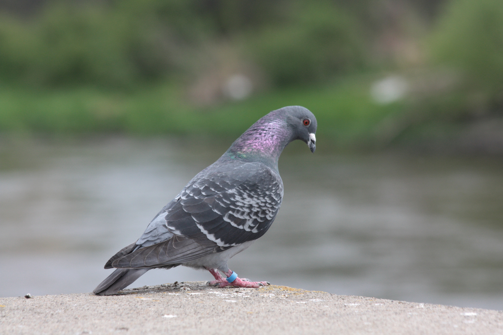 Heutige Empfehlung des Küchenchefs: Ratte der Lüfte auf Vogelkot