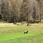 heutige kurze Wanderung ins Arztal