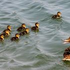 Heutige Lektion: gegen die Wellen schwimmen