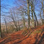 heutiger Spaziergang am Hutsberg