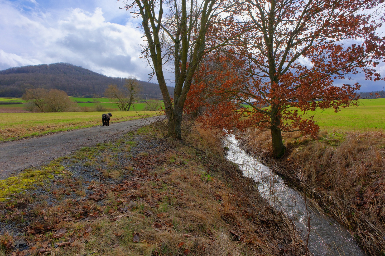 heutiger Spaziergang mit Wicky-Emily