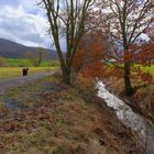 heutiger Spaziergang mit Wicky-Emily