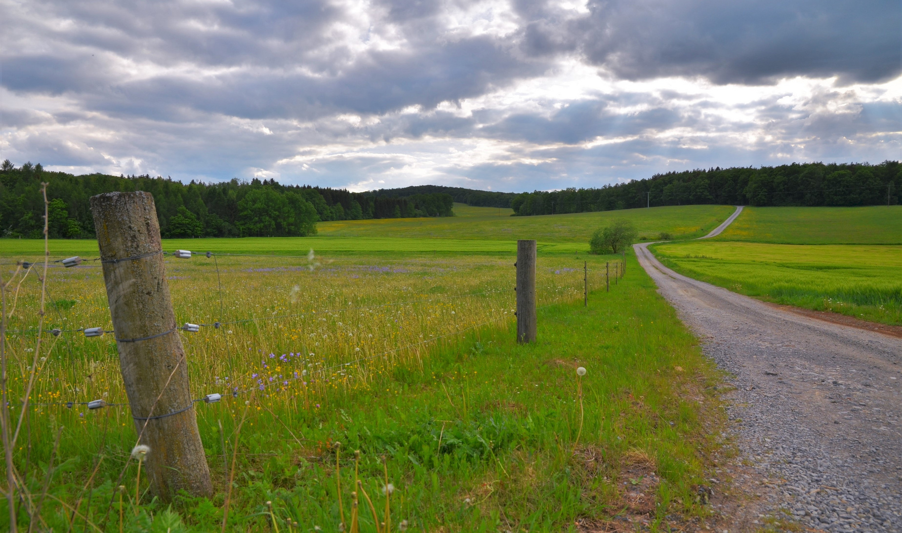 heutiger Spaziergang, Weg zum Wald