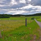 heutiger Spaziergang, Weg zum Wald