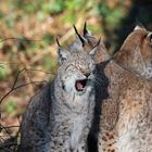 "Heuuul, der Futterwagen is vorbeigefahren"