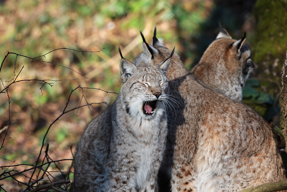 "Heuuul, der Futterwagen is vorbeigefahren"