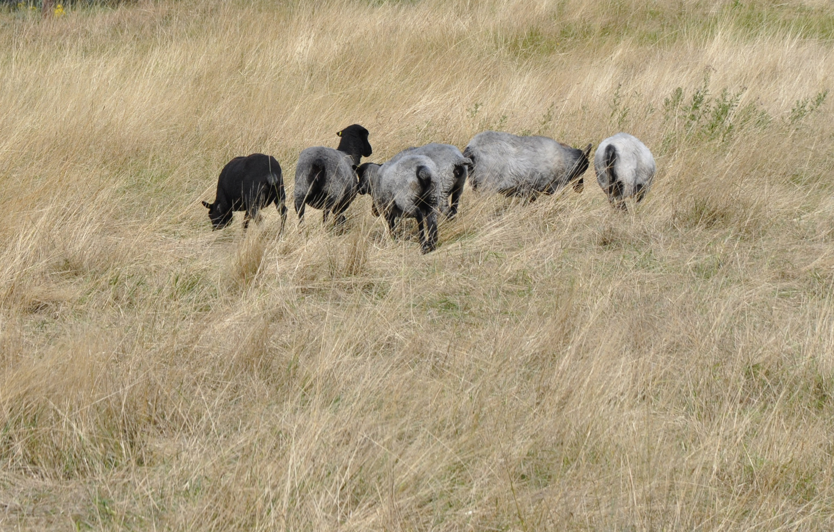 Heuweide mit Grünsuchern