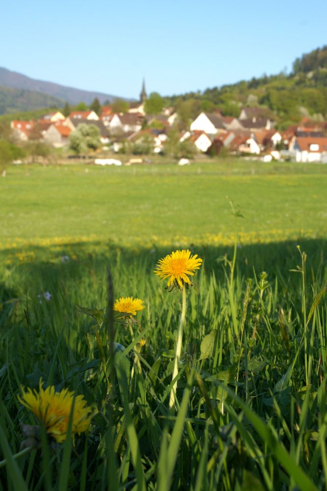 Heuweiler von Anna Ziebold 