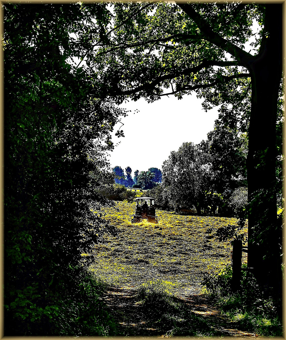 Heuwenden mit dem Traktor