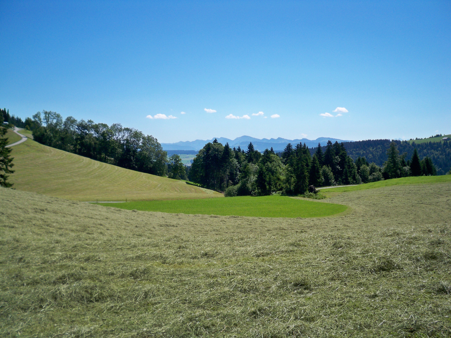 Heuwiesen auf dem Pfänder