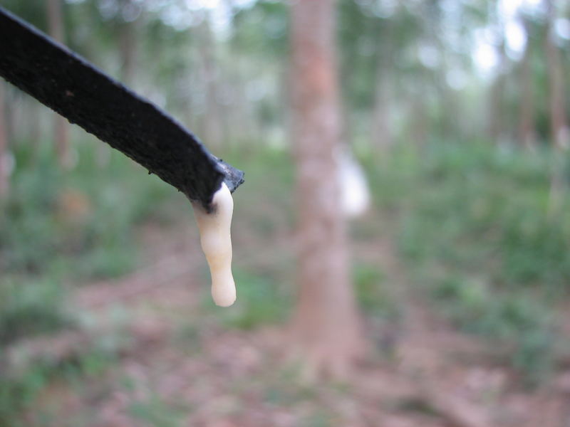 Hevea brasiliensis (Para rubber tree)