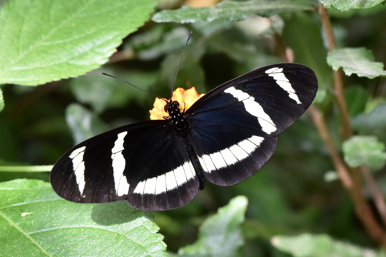 Hewitson's Passionsblumenfalter - Heliconius hewitsoni