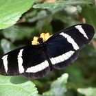 Hewitson's Passionsblumenfalter - Heliconius hewitsoni