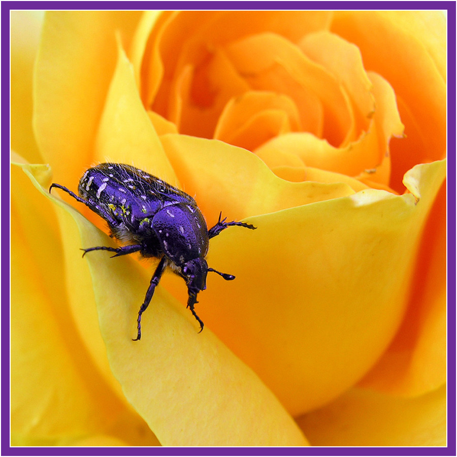 Hexapoda violaceus auf Hagebuttenblüte