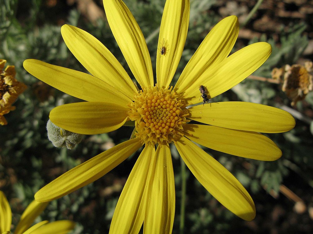 Hexápodos en el jardín