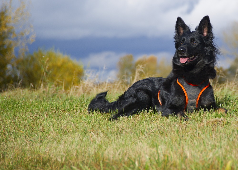 Hexe altdeutscher Hütehund