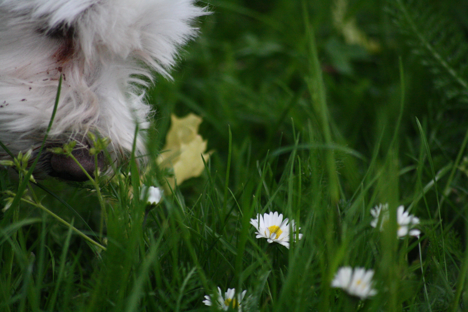 Hexe liebt Blumen