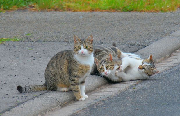 Hexe(die Mutter von Alexa), Leonardo und Alexa beim Spielen