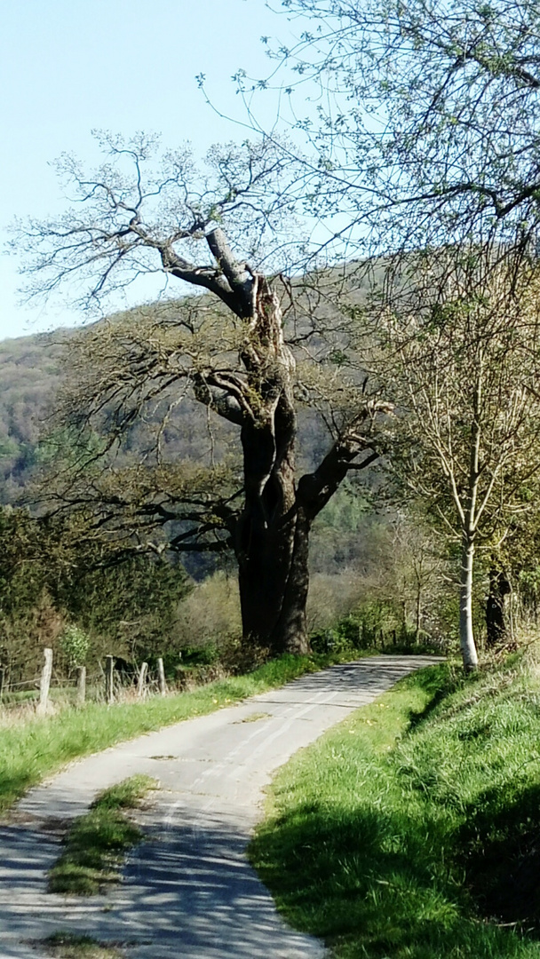 Hexen Eiche Nachrodt