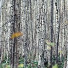 Hexen stehen immer zwischen Birken